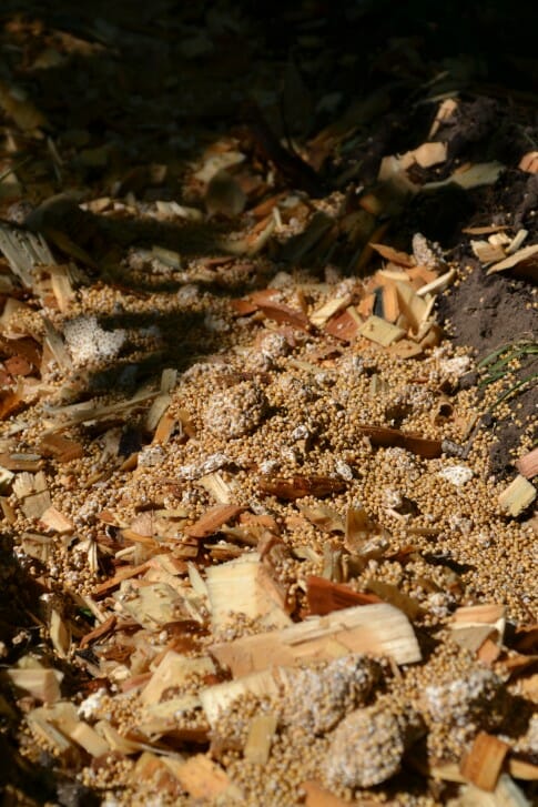 spawn on woodchips