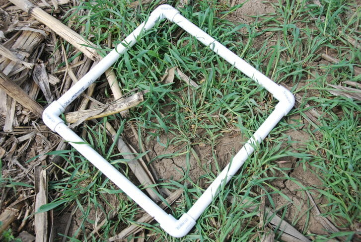 A white pvc pipe square is tossed on the ground where cereal rye plants are growing