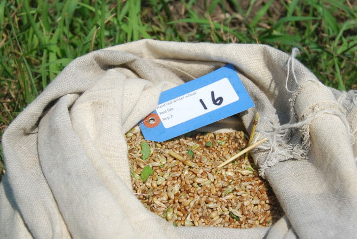 A cloth bag of wheat sits in a green field with a blue tag reading "hard red winter wheat"
