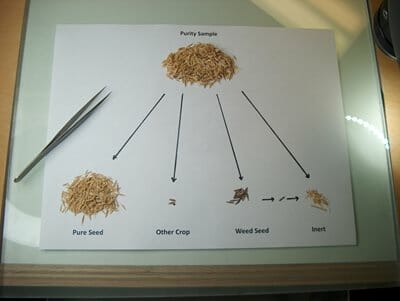 A pile of seed at the top of the photograph is sorted into four piles - live seed, other crop seed, weed seed and inert matter with a tweezers